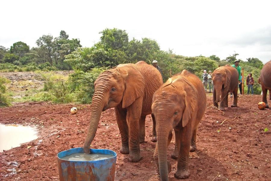 David Sheldrick Elephant Orphanage